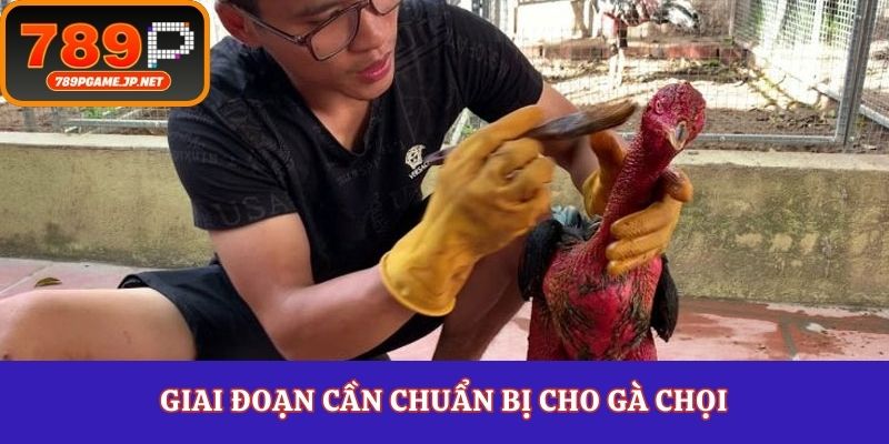 Giai đoạn cần chuẩn bị cho gà chọi