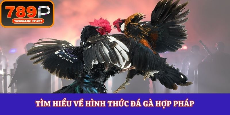 Tìm hiểu về hình thức đá gà hợp pháp
